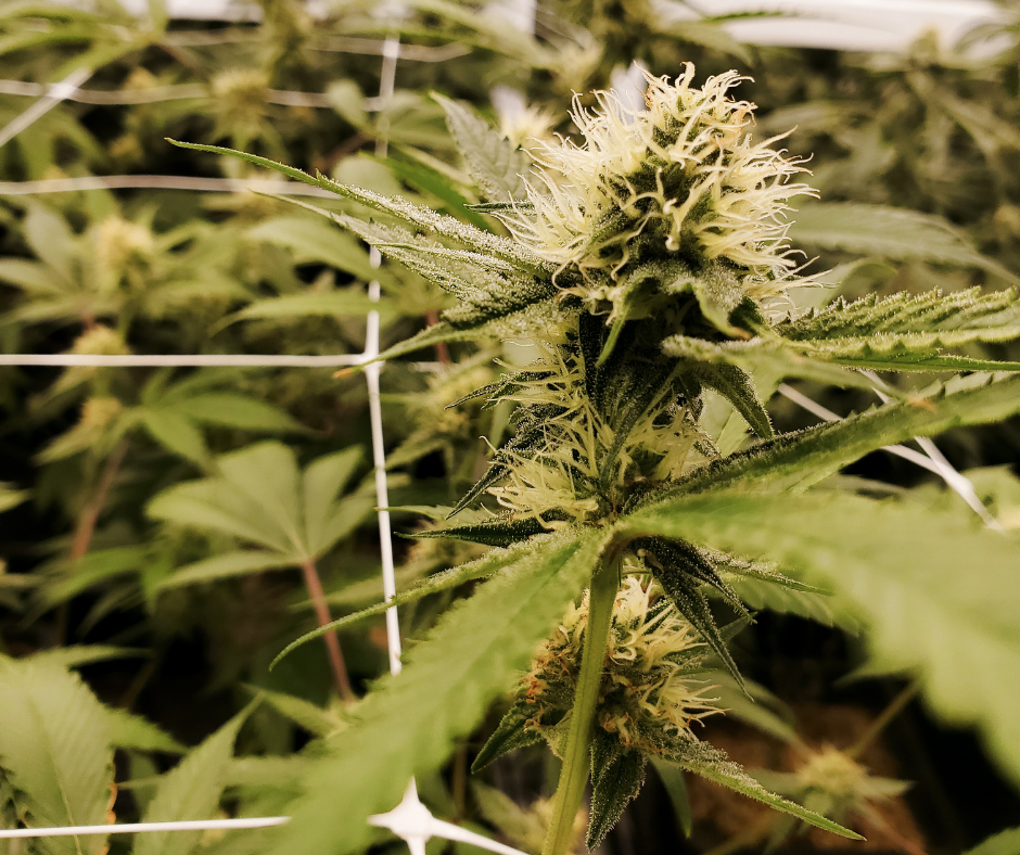 l industrie du cbd mise a mal