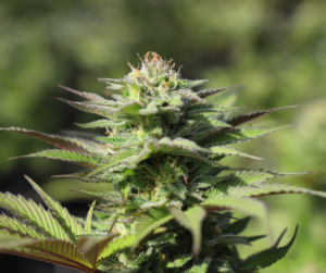 qui peut vendre du cbd en france